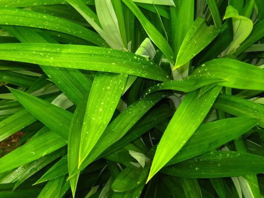 Dried Pandan Leaves Rampe Pandanus Amaryllifolius Drink 100g Thai Tea
