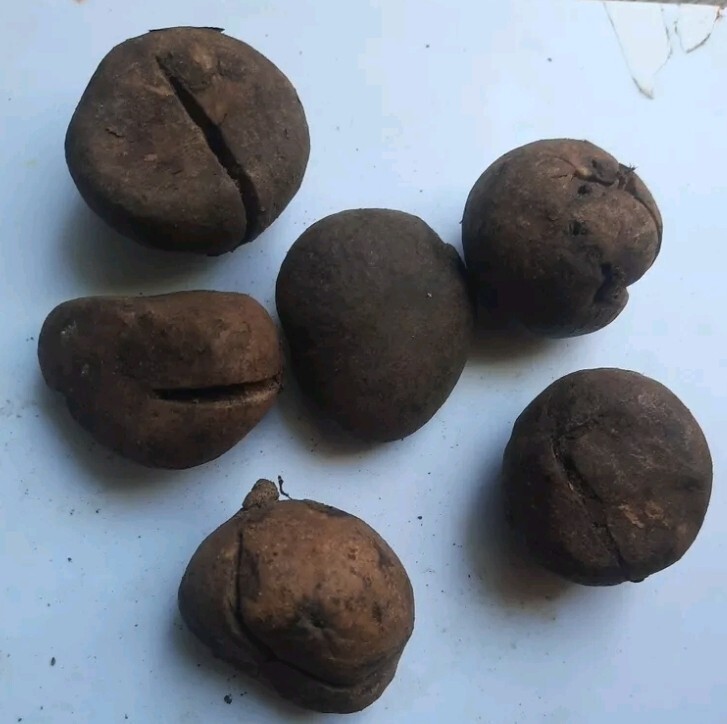 200g US🌎. WONDERFUL KOLA – BUCHHOLZIA CORIACEA.Flash Sale🚀—- Pic is a guide