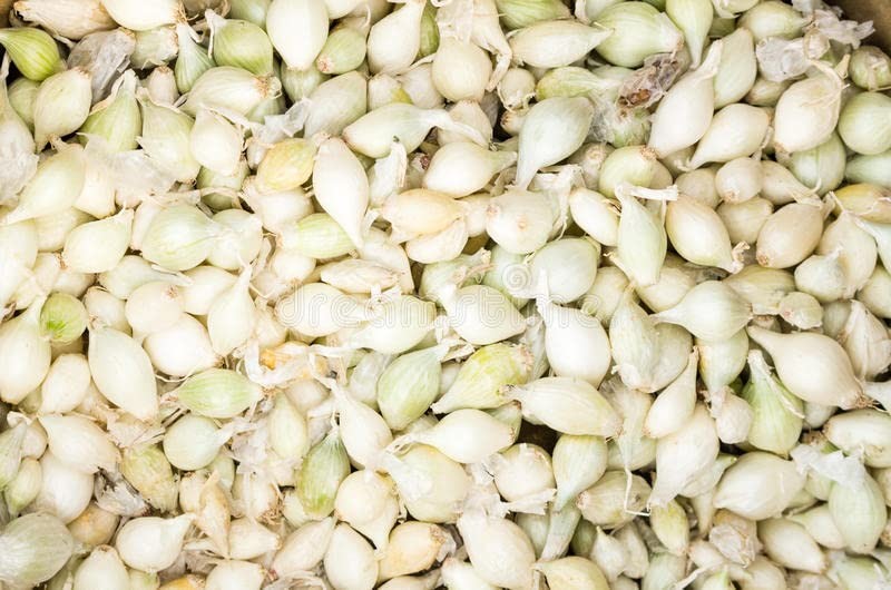 200 White Onion Starter Sets – Grow Green Table & Large Dry Onions