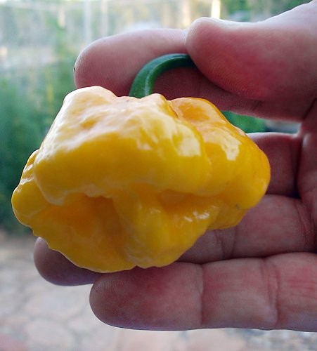 30 Scotch Bonnet Yellow Jamaican Super Hot Pepper Seeds Heirloom Non-GMO green