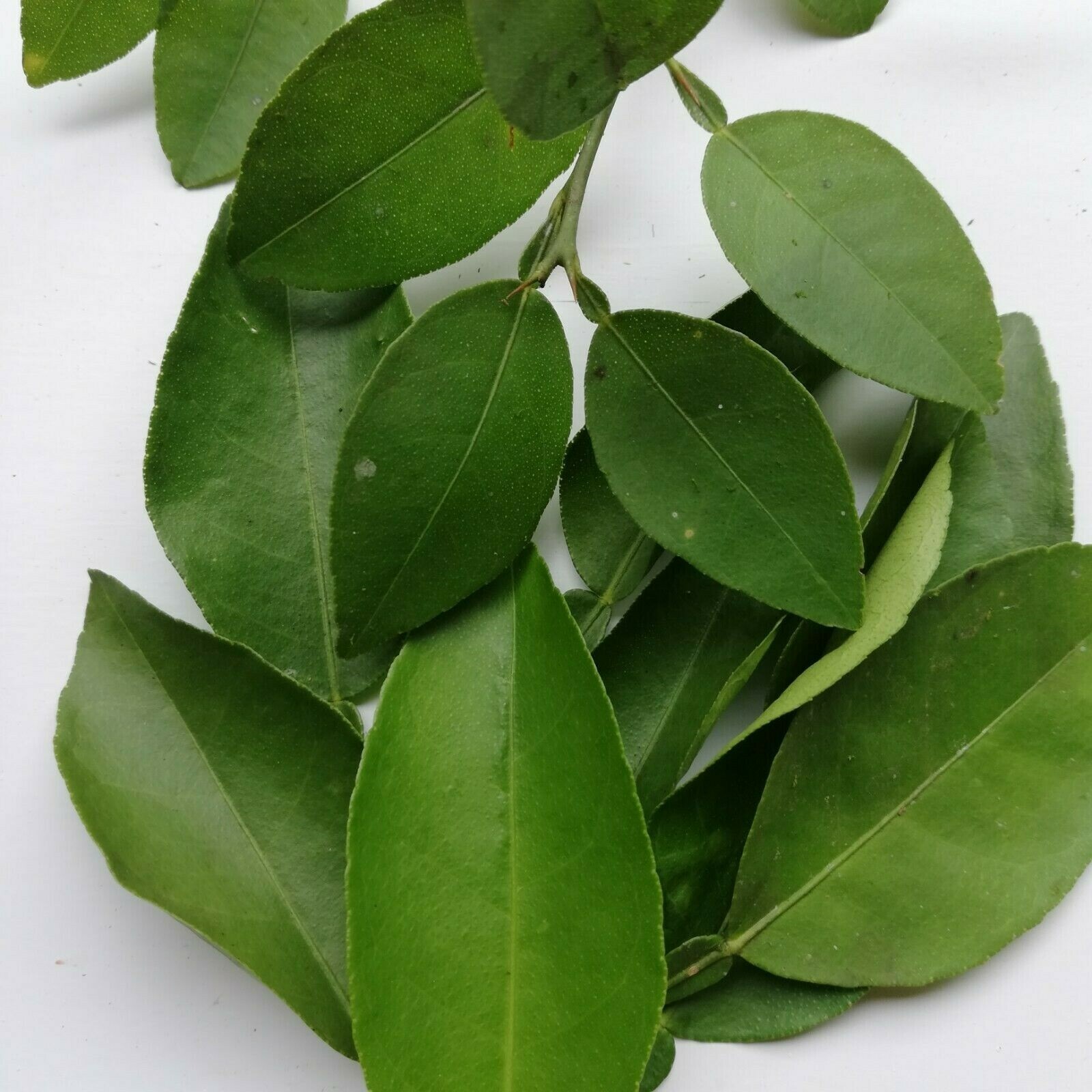 Dried Lime Leaves (Kaffir) 100% Organic Natural Premium Herb Spices Ceylon