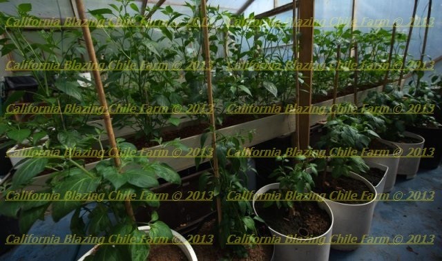 1 oz. Pure Habanero Powder and XXX-Hot! Orgaically grown and cultivated