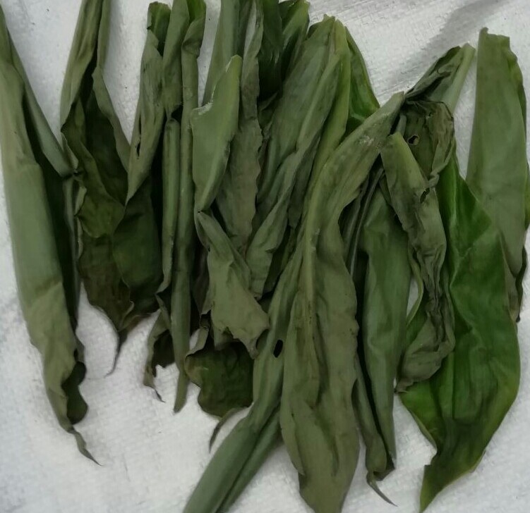 Leaves Insulin Thebu Dried Costus Speciosus Ceylon Herbal Tea Ayurvedic 100 Pcs