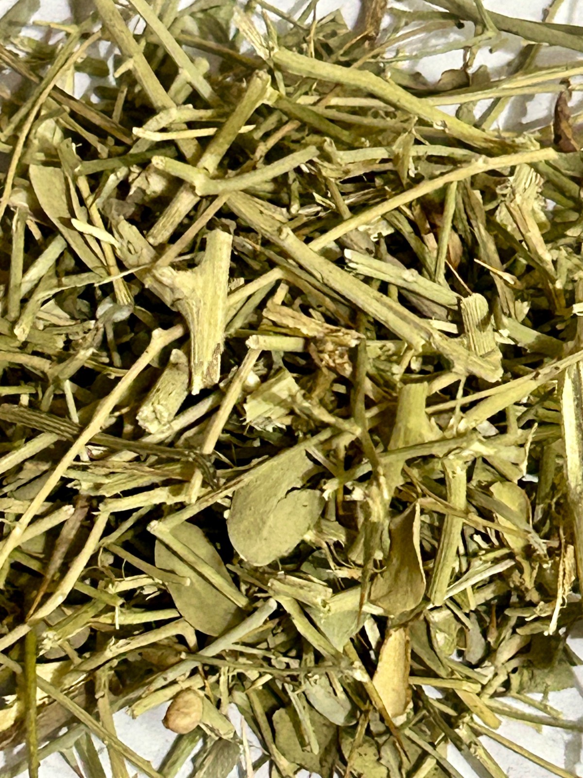 Desert Fagonia-Dhamasa- Damasha- Dhamaasa