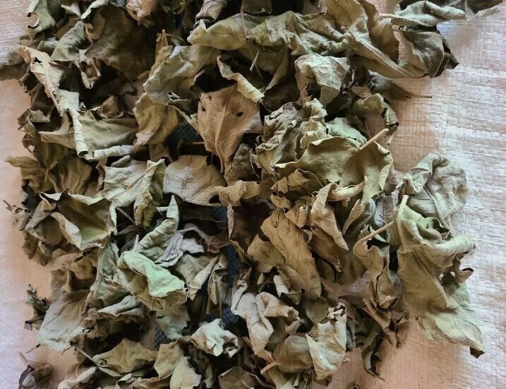 60+ Turkey Berry Leaves – Solanum Torvum Organic Sun‑Dried Pure Herbal