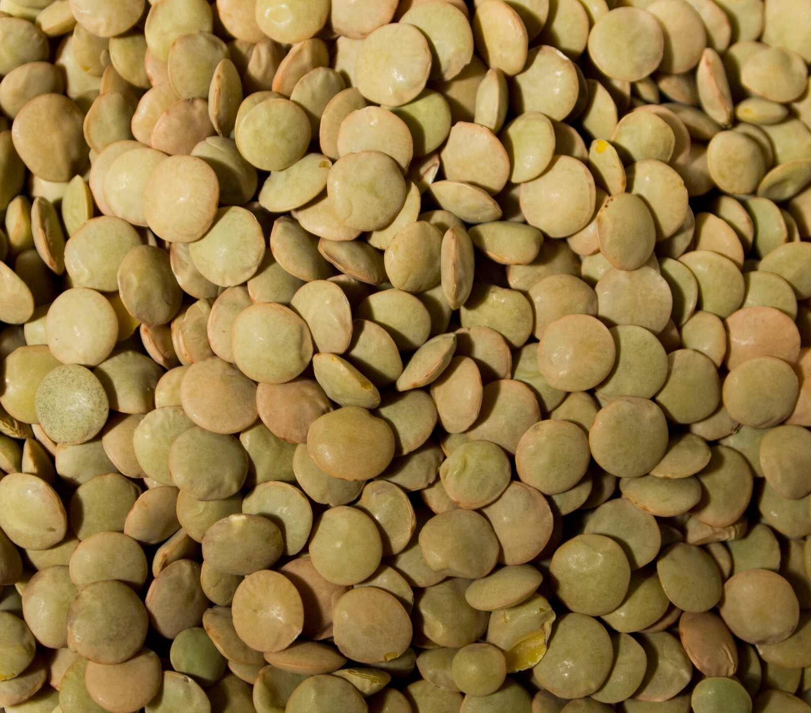 DRIED LENTILS Bean Bulk Wholesale Size Lot 2 4 6 10 20+ LBs PANTRY DINER KITCHEN
