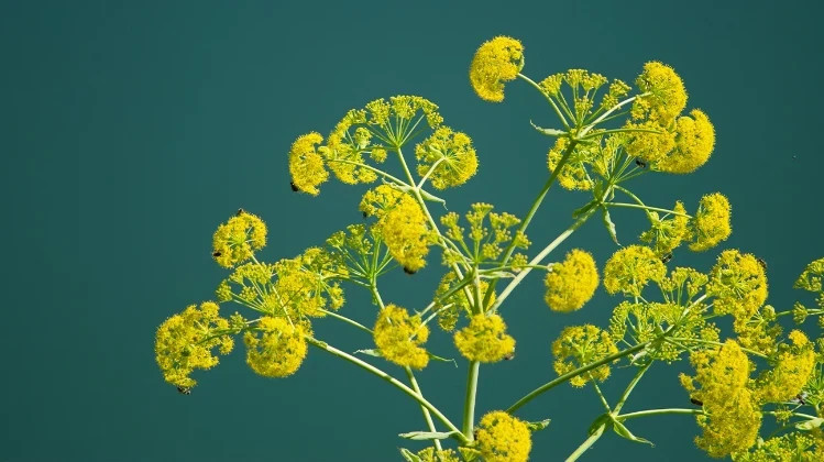 Asafoetida Powder Organic Pure A + Quality Free Shipping
