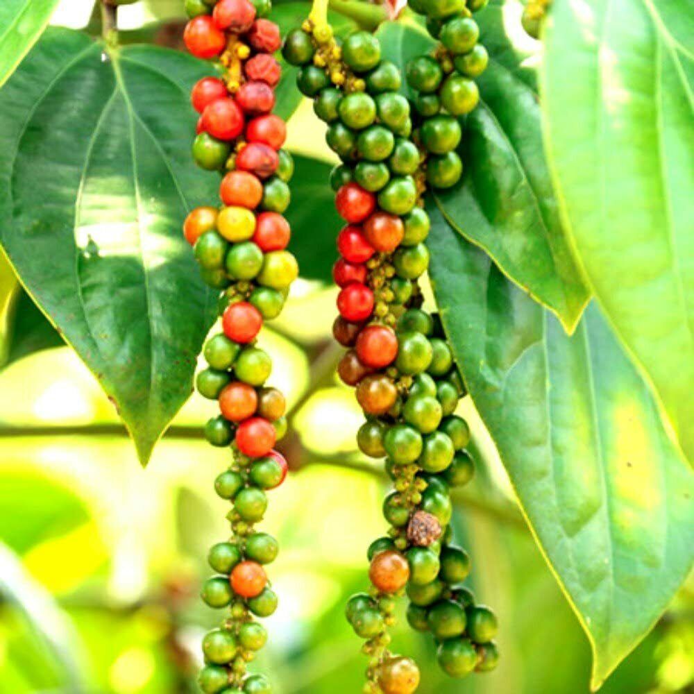 Ceylon White Pepper Ground Powder Organic Pure Natural Premium Quality Spices