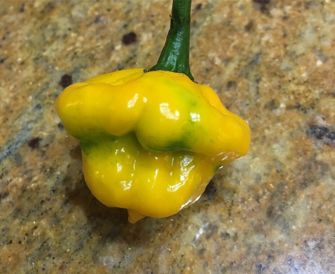 Scotch Bonnet Peppers – Fresh Whole Pods – Yellow/Green – Free Shipping SFRB