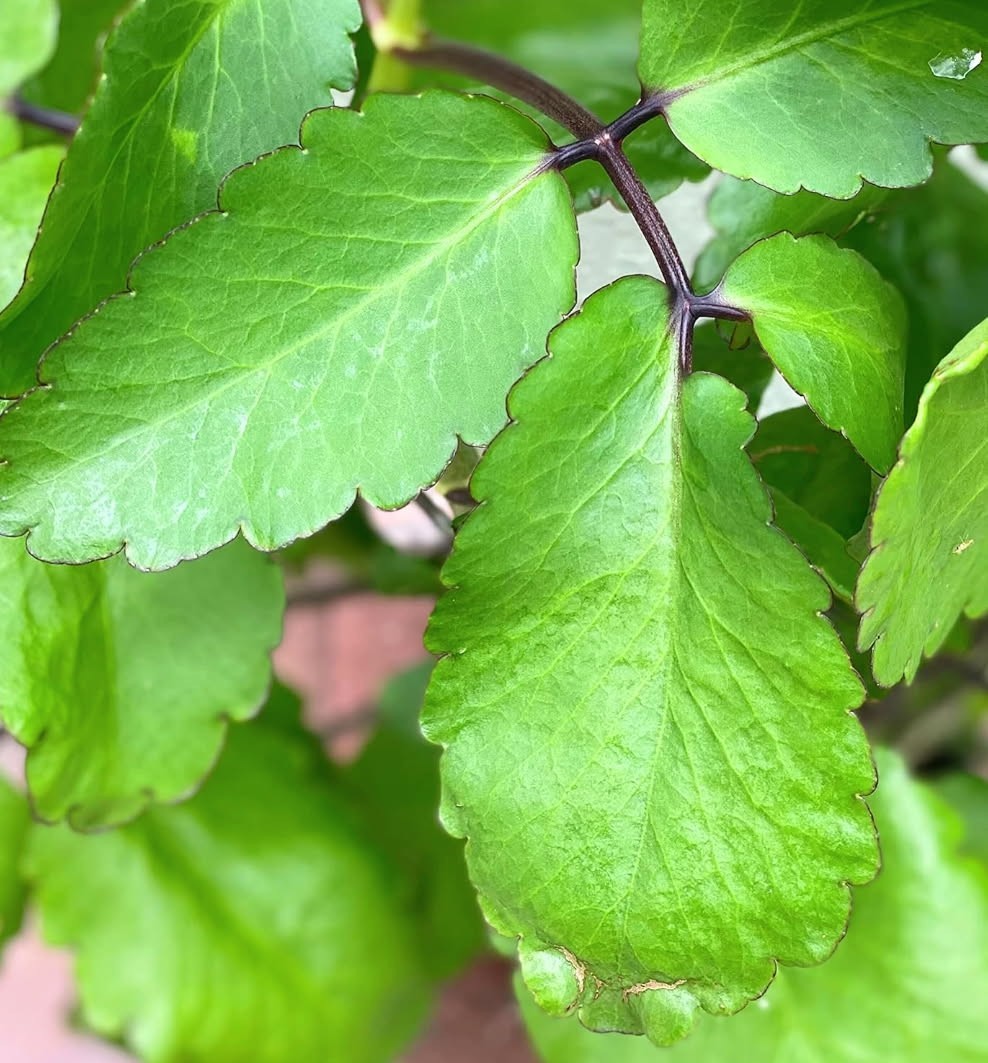 Fresh For Planting Leaves- FLORIDA Miracle Leaf (Bryophyllum pinnatum)