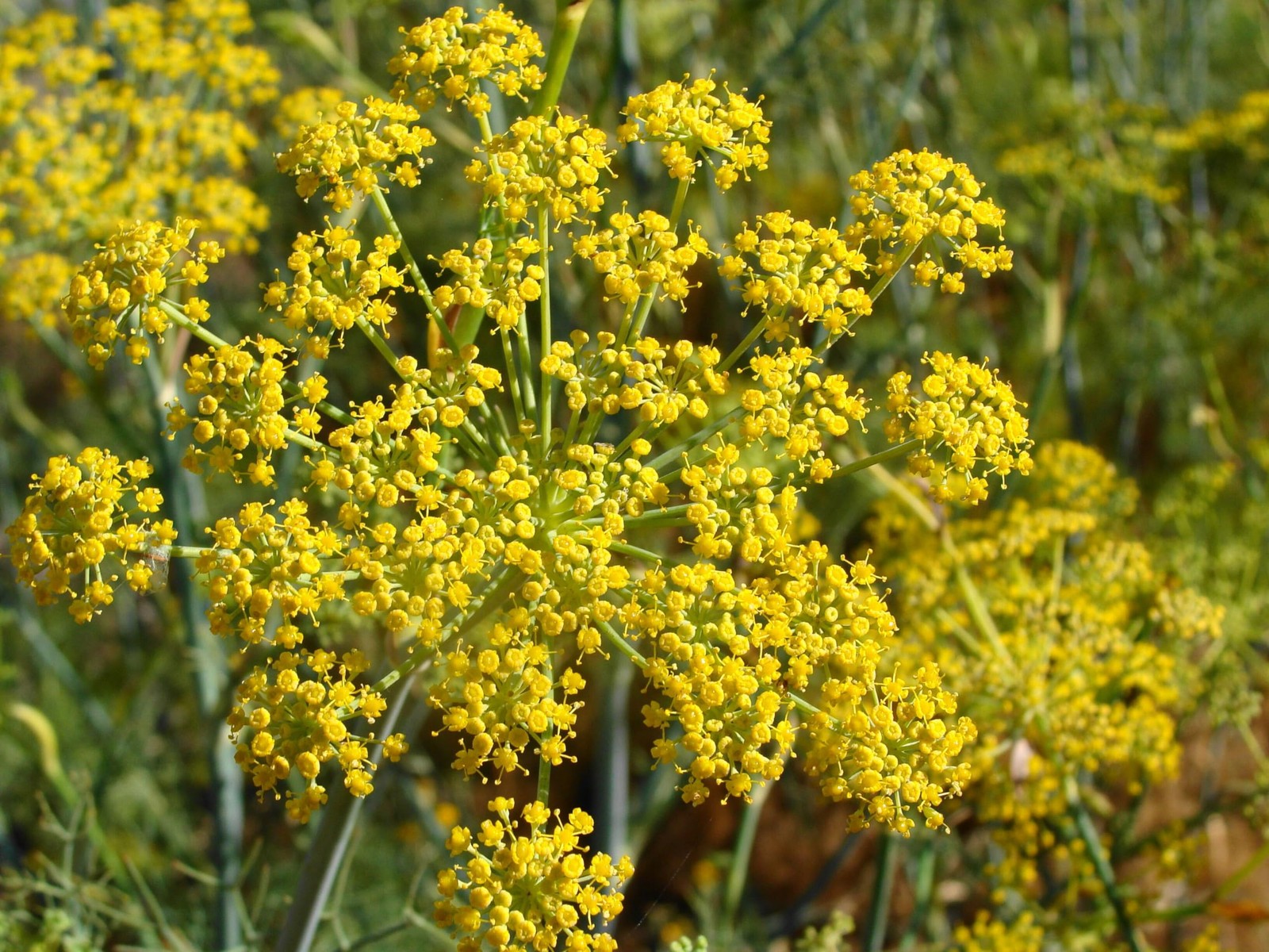 Pollen Ranchs Organic Fennel Pollen – Premium Quality Fennel Flowers and Pow…