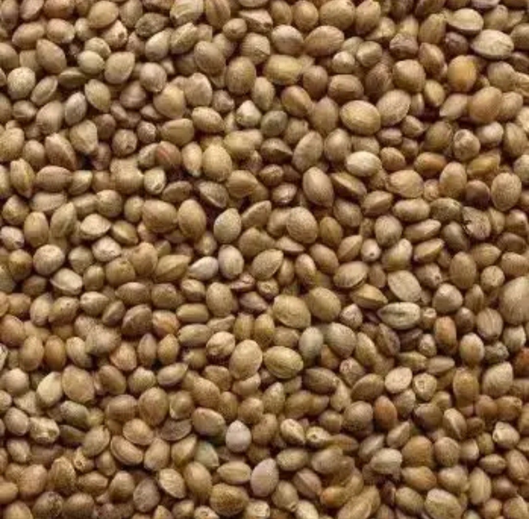 100% PURE ROASTED HEMP SEEDS GLUTEN-FREE nonGMO ORGANIC GROWN