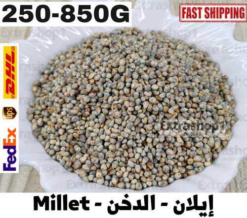 White Millet Seeds Fresh Organic Herb Spice Natural 250-830G ايلان الدخن دخن