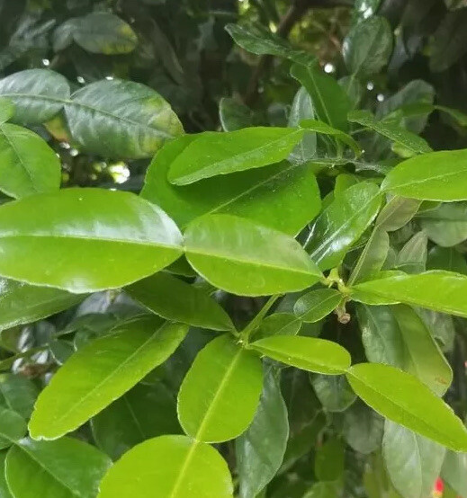 2 OZ Fresh Kaffir Lime Citrus Hyst Leaves Thai Gourmet Herb Picked Organic
