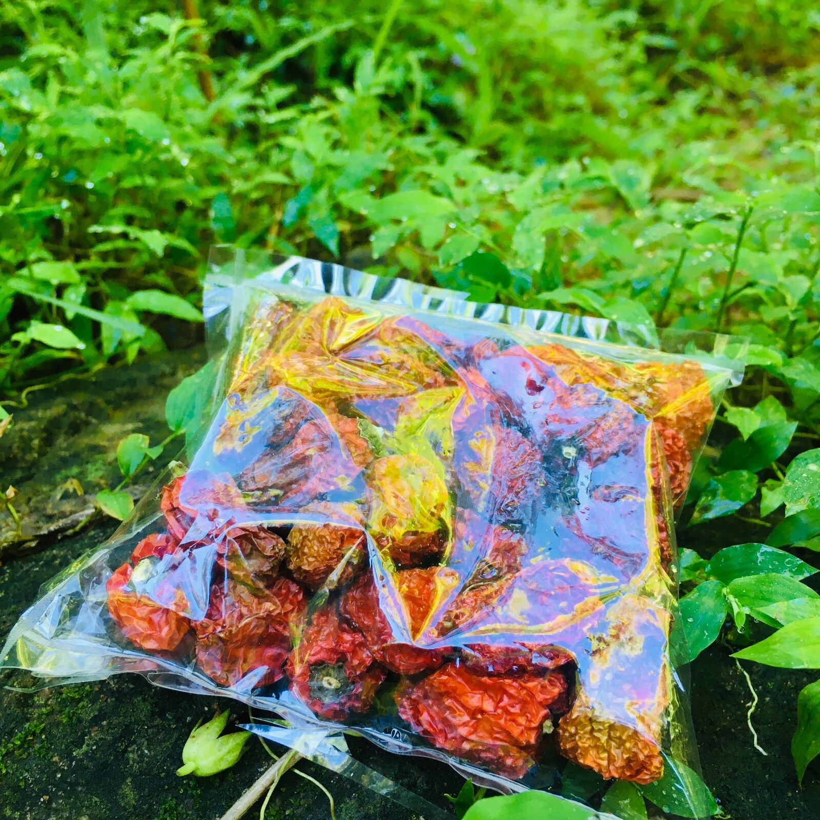 65 Dried Carolina Reaper Pepper Pods World Hottest Best Quality