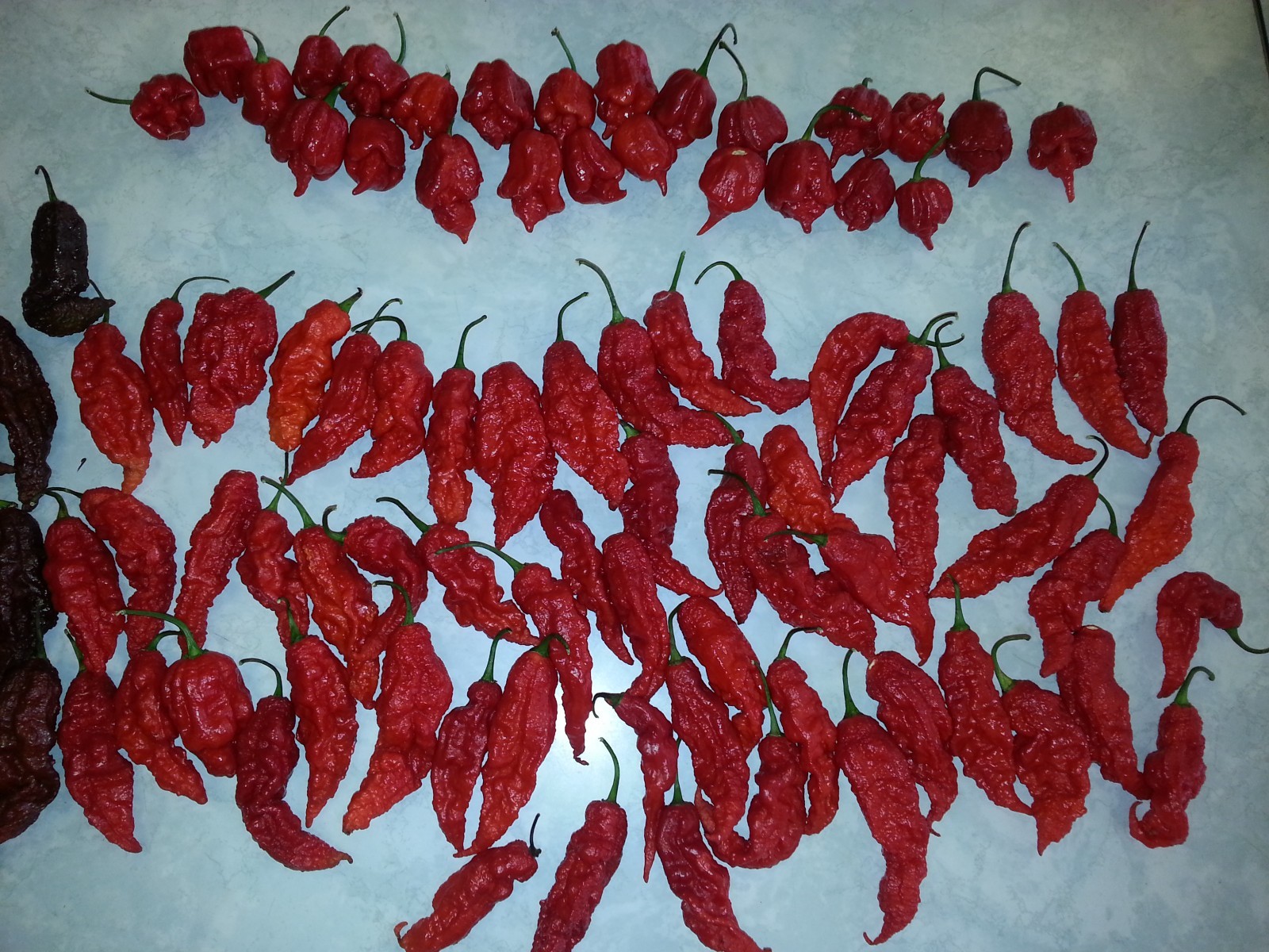 1 oz. 100% Pure Ghost Pepper Powder Insanely HOT! PURE HEAT AND FLAVOR