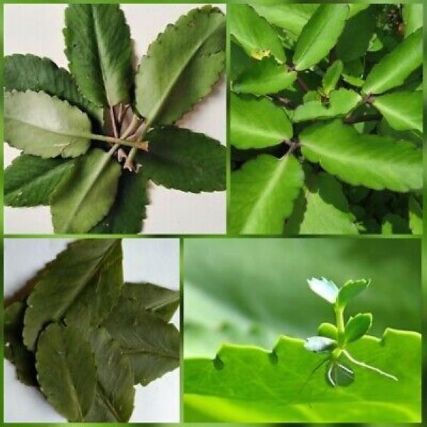 Bryophyllum Pinnatum, often known as the Miracle Leaf, is a medicinal plant foun