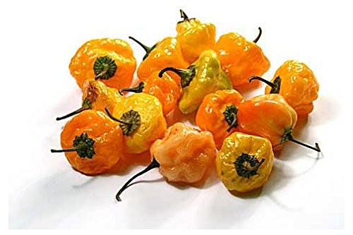30 Yellow Scotch Bonnet Jamaican Hot Pepper Seeds Heirloom Non-GMO
