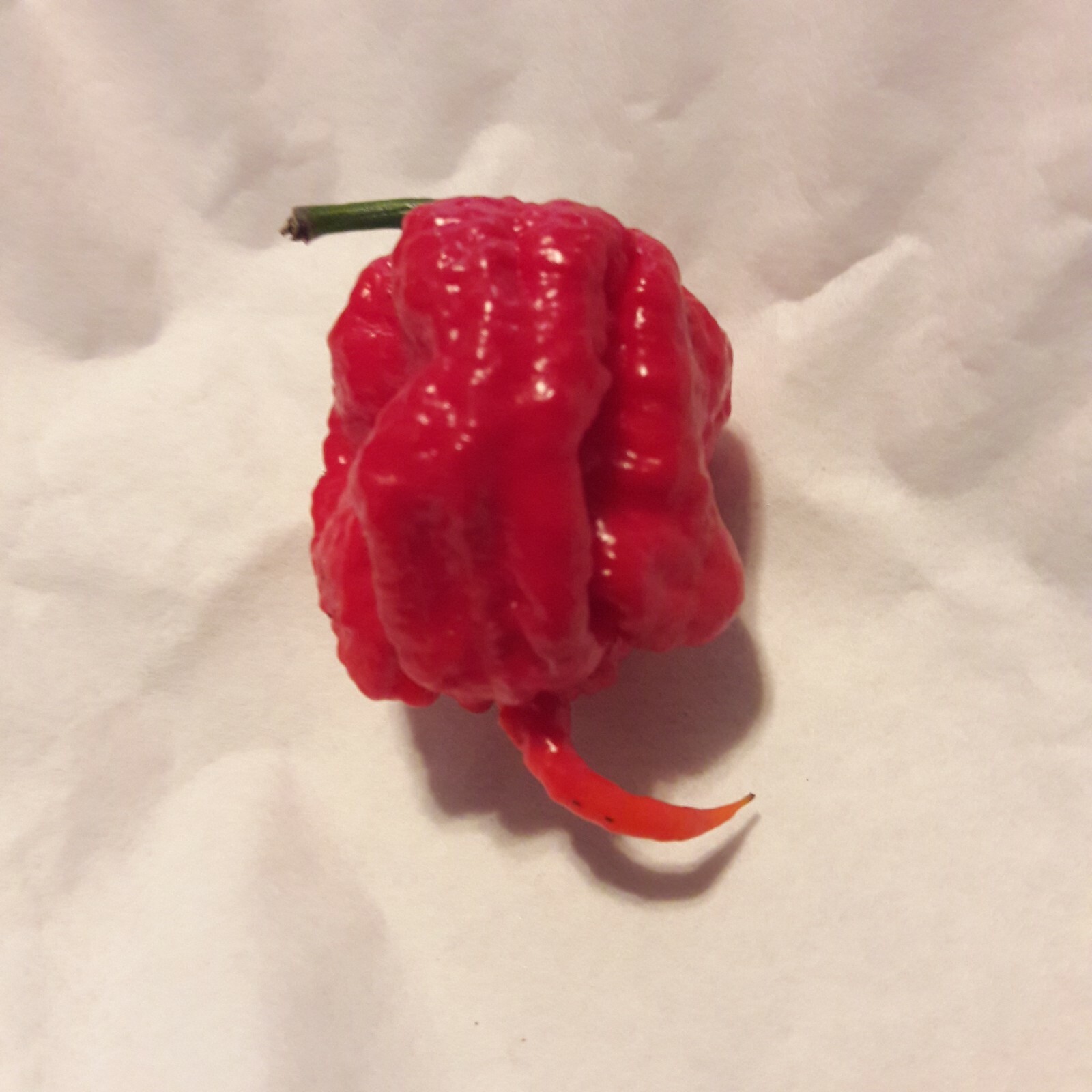 Very Hot Pure Carolina Reaper Pepper Powder 0.5 OZ (14 g) – Limited Qty