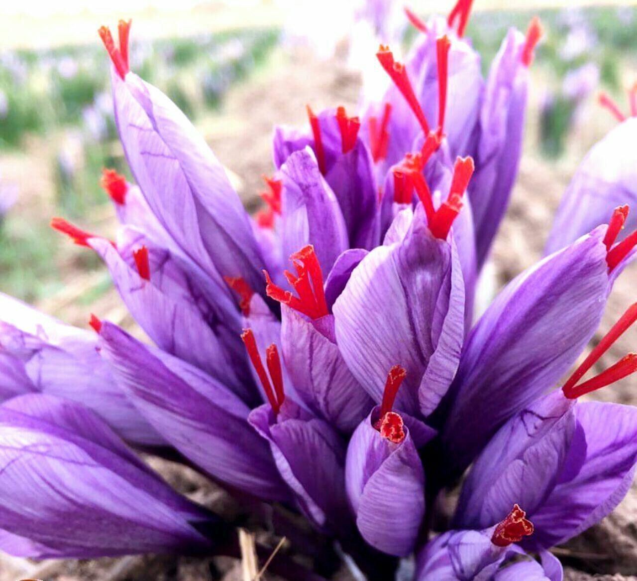 SUPER Saffron Threads / Powder – PREMIUM QUALITY Saffron – Super Negin(A+++) Negin(A++)
