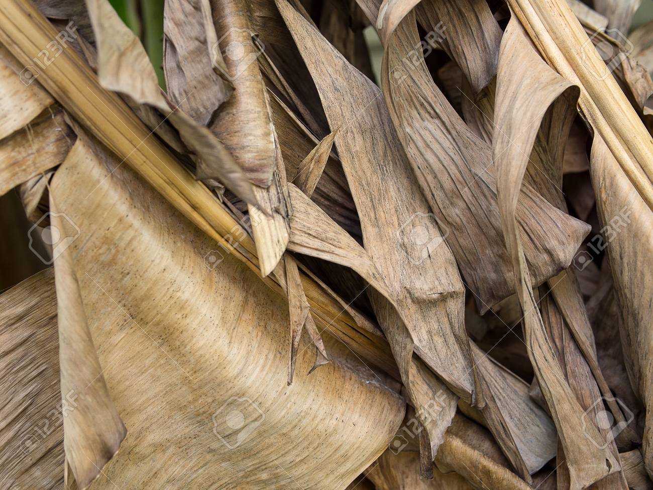 BANANA DRIED LEAVES Organic Ceylon 500pcs