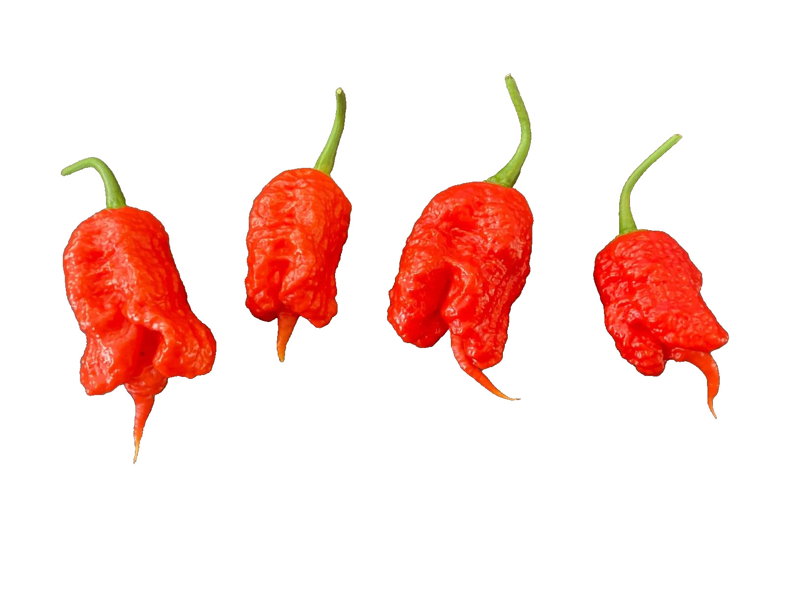 Super hot pepper powder 1 oz. reaper, moruga, dragon’s breath, bhutlah, etc