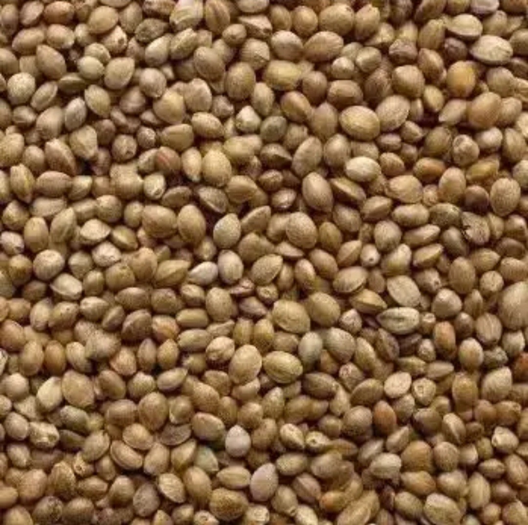100% Pure Roasted Hemp Seeds Gluten free Non GMO Organic Grown