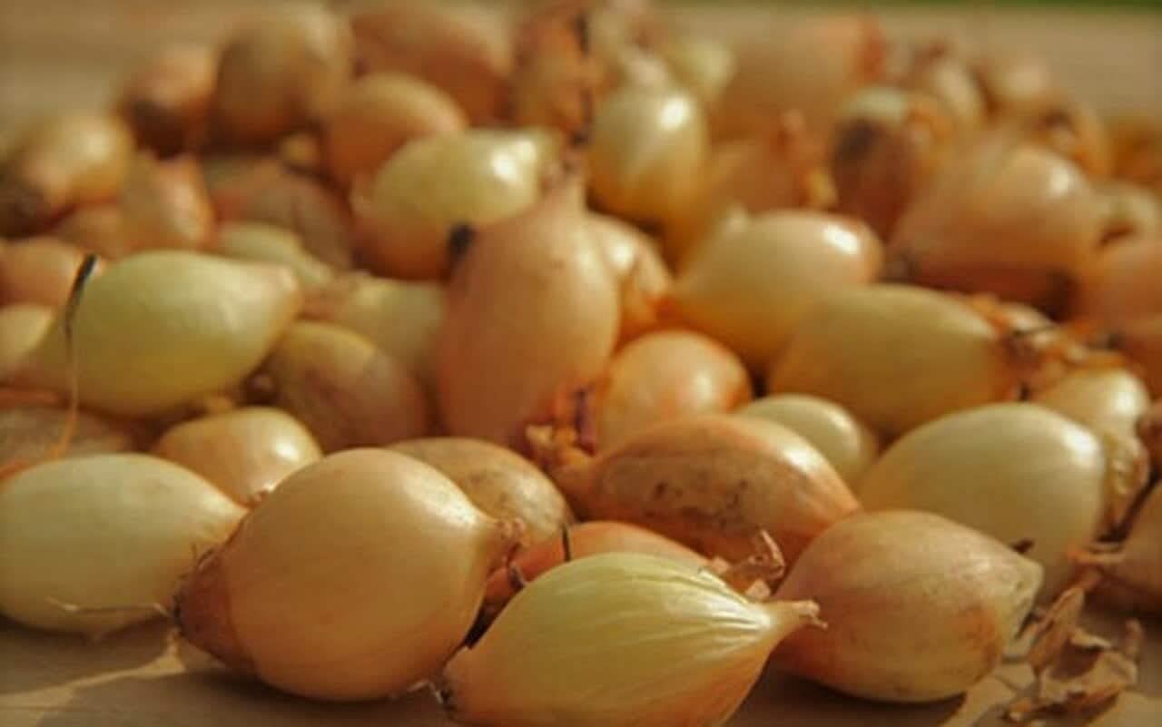 Yellow Onion Starter Kit – 2 lbs for Green Table & Large Dry Onions Growing