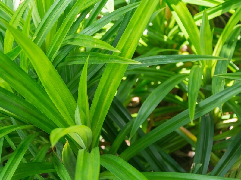 Dried Pandan Leaf/Leaves Organic,Pure Quality sun dried pandans Free Shipping