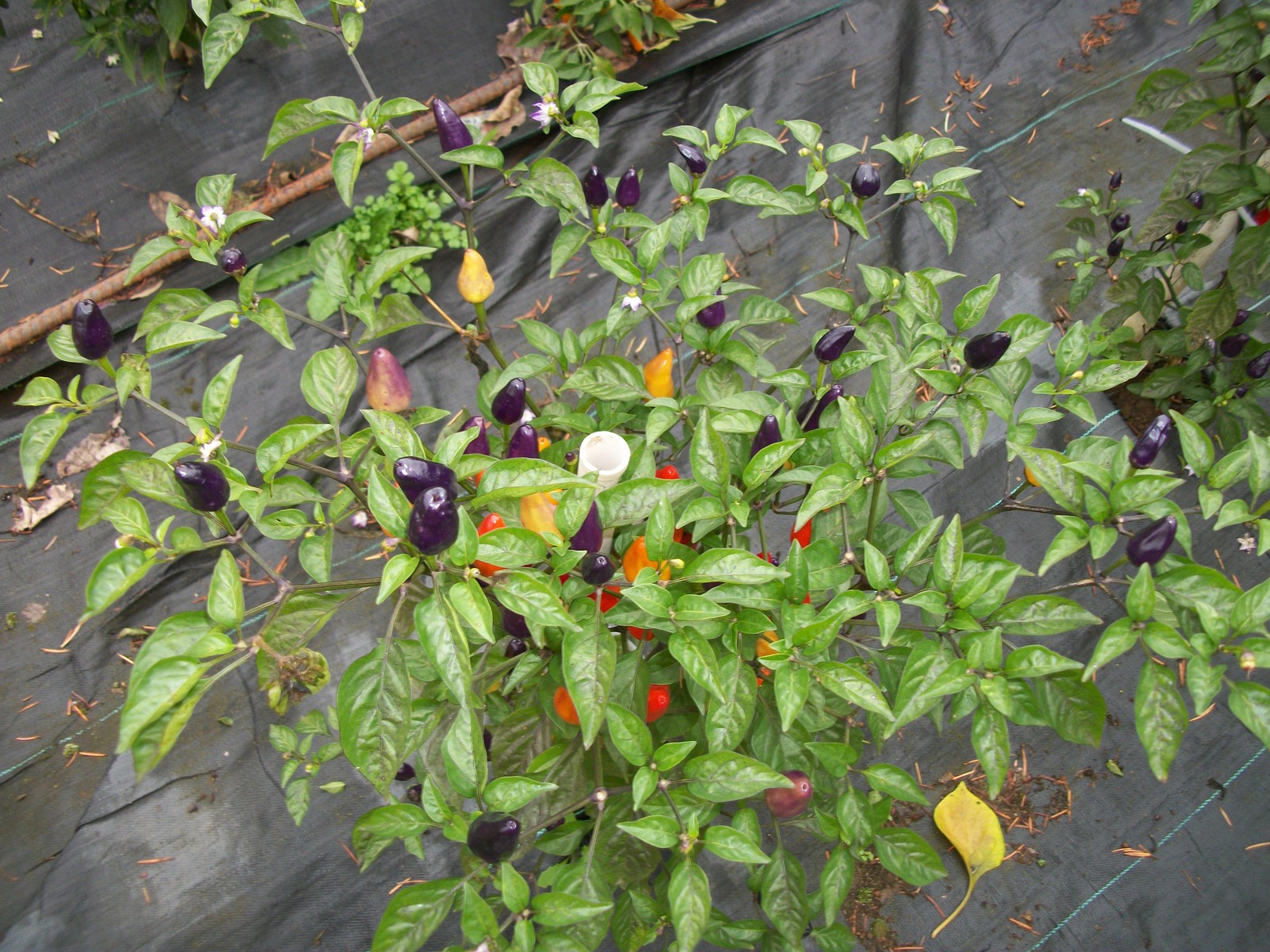Hot Rainbow Pepper Powder 0.5 OZ (14 g) – Be Very Careful