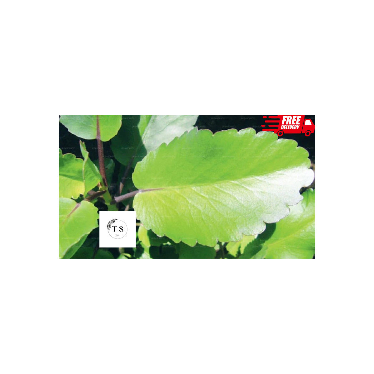 Leaf of Life Miracle Leaf DRIED Medicinal Plant AKKAPANA (10 LEAVES)