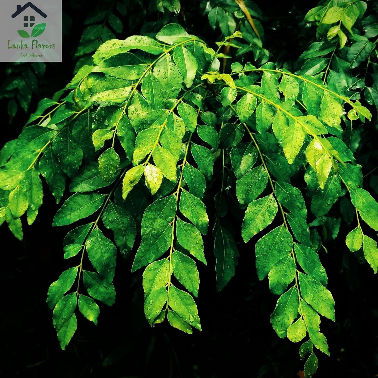 Dried Curry Leaves 0.7 Oz Whole Herbs for Asian Spices Natural