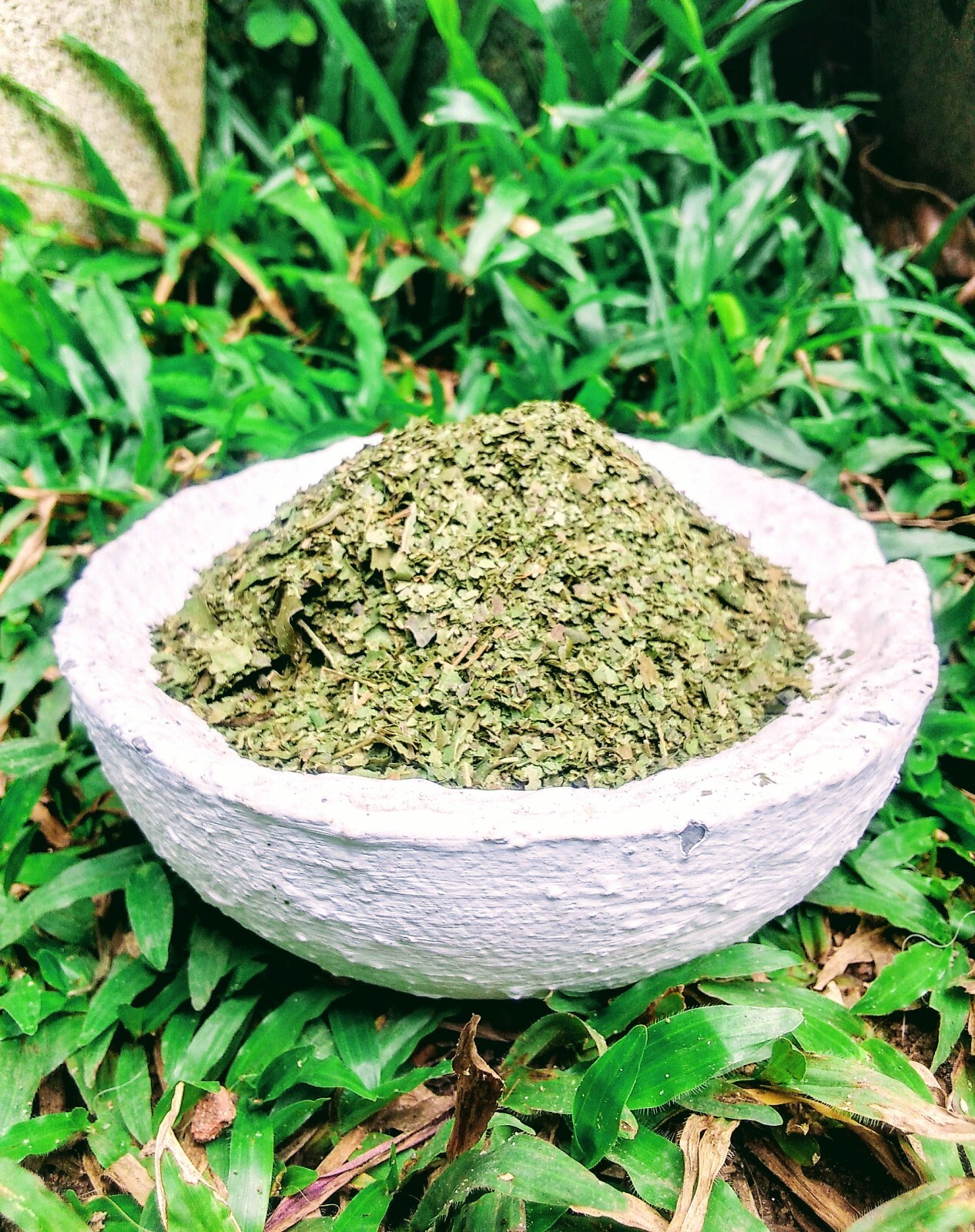 Curry Leaves Plant curry Leaf Fresh Kadi Patta Murraya Indian Organic Natural