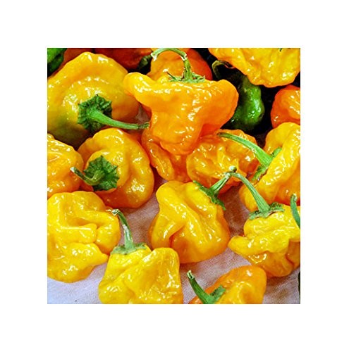 30 Scotch Bonnet Yellow Jamaican Super Hot Pepper Seeds Heirloom Non-GMO green