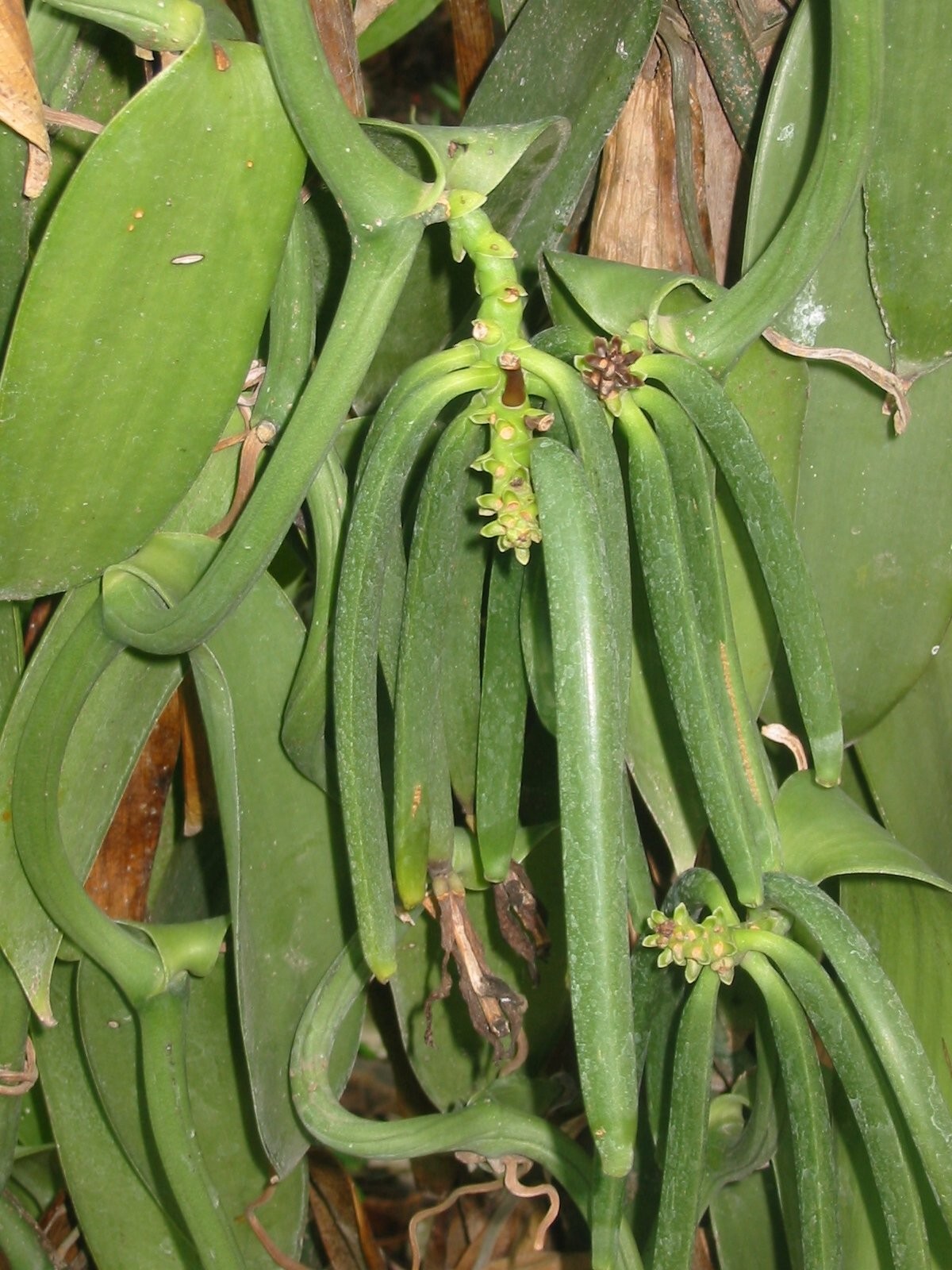 10 Tahitian Extract Grade B Vanilla Beans 4~6″ by Vanilla Products USA