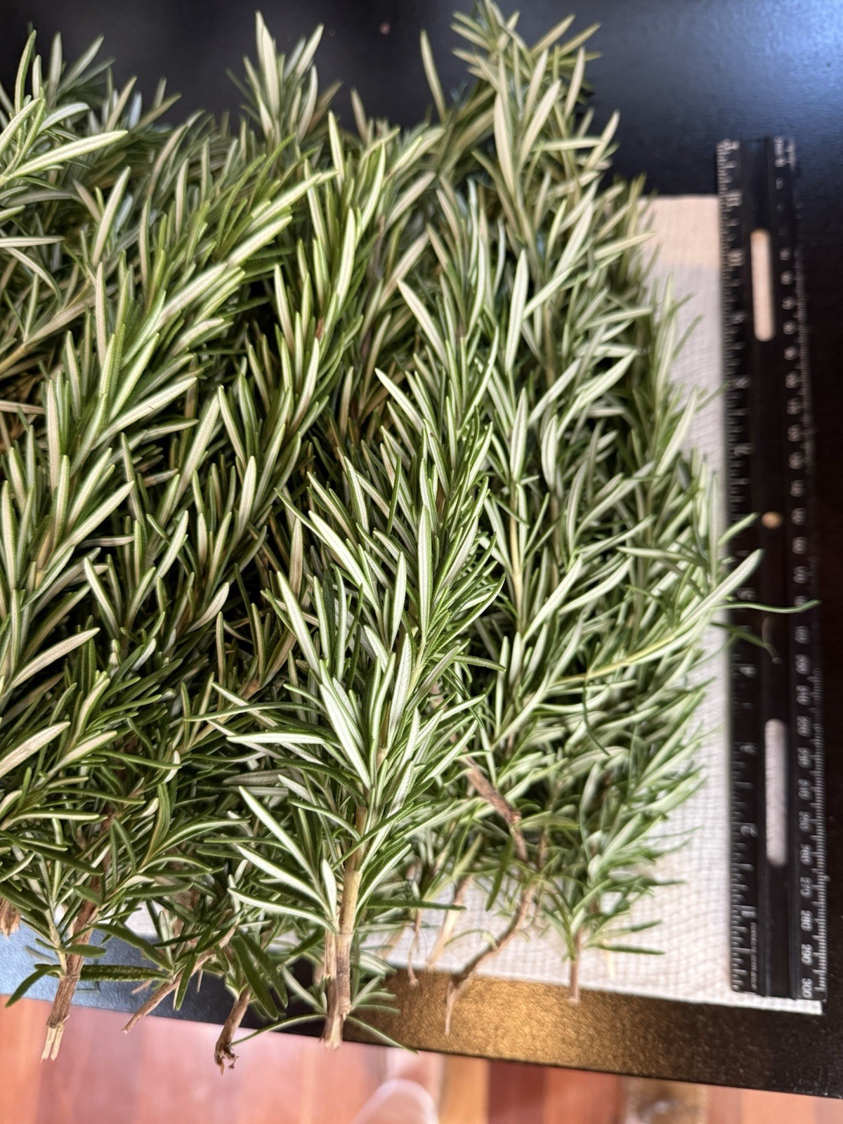 100 Stems Fresh Organic Rosemary, 100 Cuts Fresh To Order For $90.00,USA