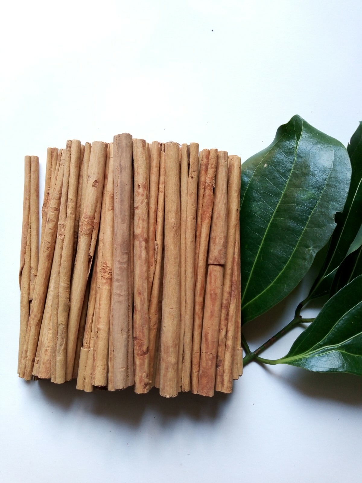 100% sri lanka alba cinnamon sticks high quality natural spices