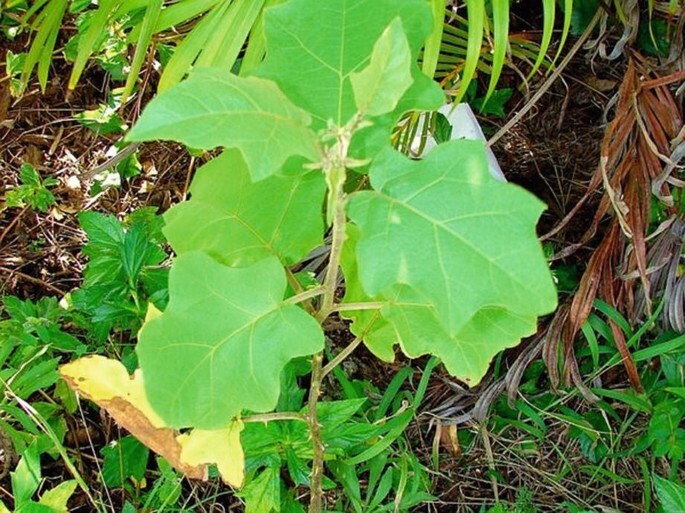 35+ Dried Turkey Berry Leaves (Solanum Torvum) – 100% Natural Organic Pure Leaf