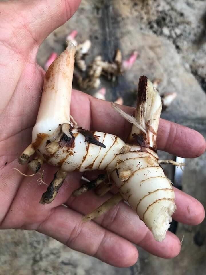 Dried Galangal 3 Bags (4.6oz) ข่าแห้ง Galanga Lengkuas Khmer/Thai Spices Food