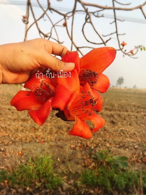 Dried Opera Flowers Thai Herb Dok Ngeaw Northern Food Cook Popular Yummy 150g