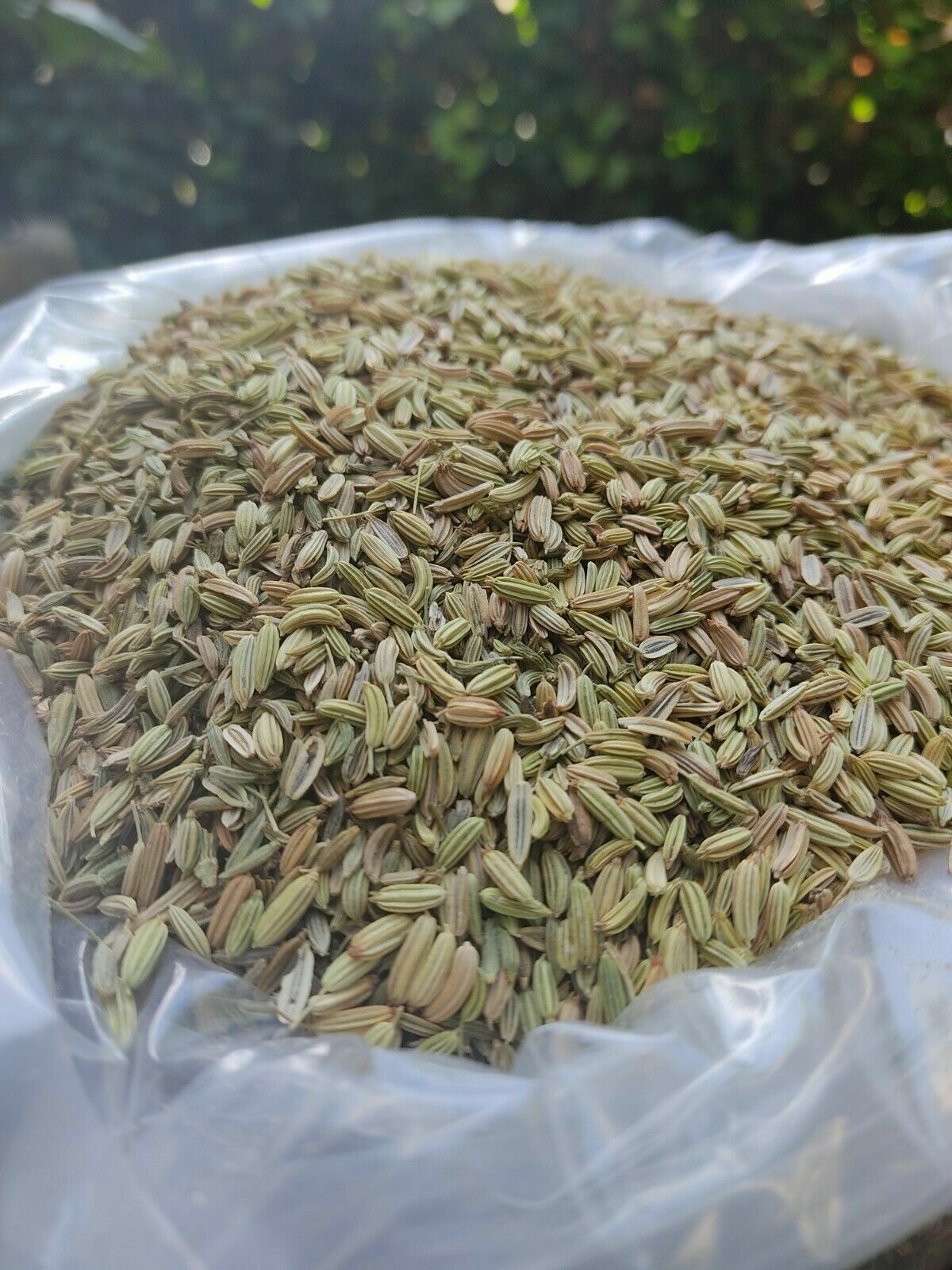 Food to Live Whole Fennel Seeds, Non-GMO Verified, Dried, Raw-100g