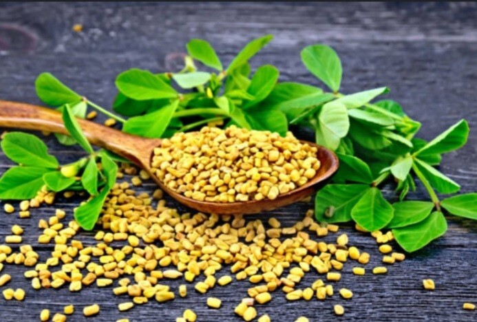 100% Pure Organic Fenugreek Seeds (Trigonella Foenum Graecum Methi) Sri Lanka