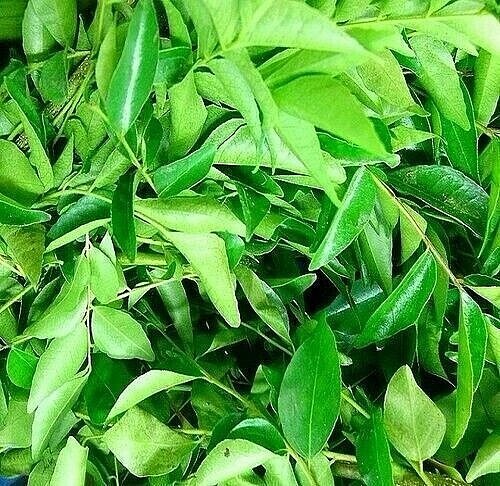 Natural Organic Dried Curry Leaves 100% Ceylon Fresh Spices,100g