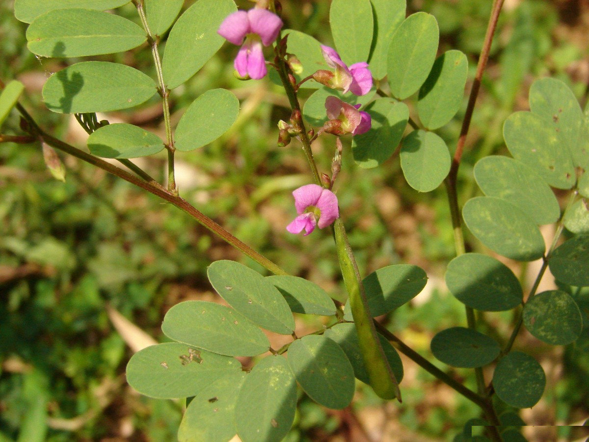 Tephrosia Purpurea Dried Herb Kathurupila Wild Purple tephrosia kavali 3.5-26oz