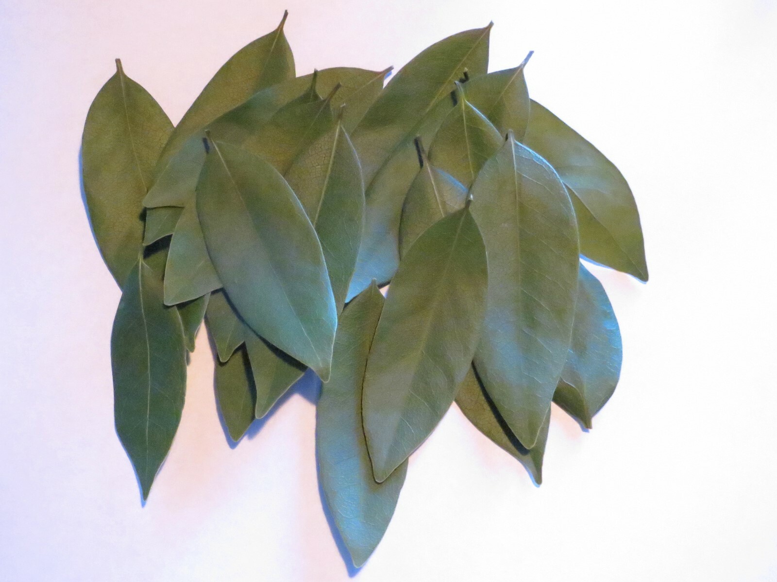 DRIED CALIFORNIA BAY LEAVES WILD HARVEST (40) LEAVES new batch NOVEMBER 2025