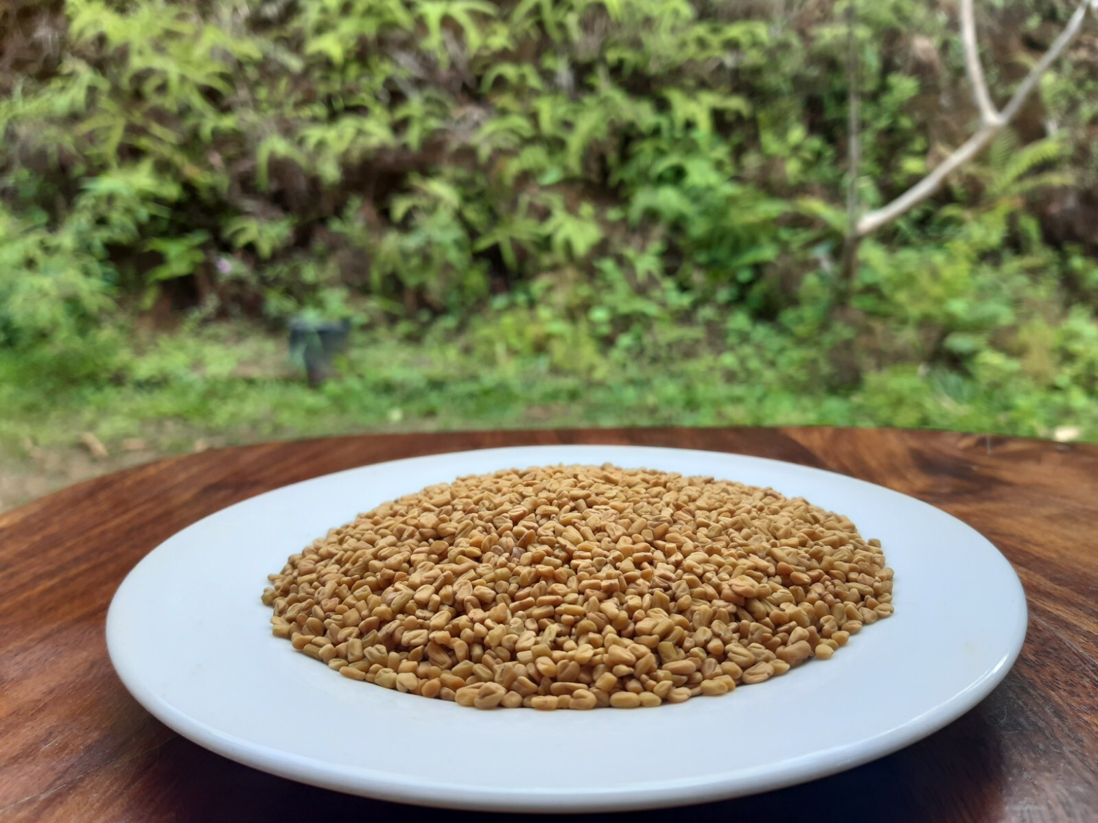 High quality Organic Fenugreek Seeds