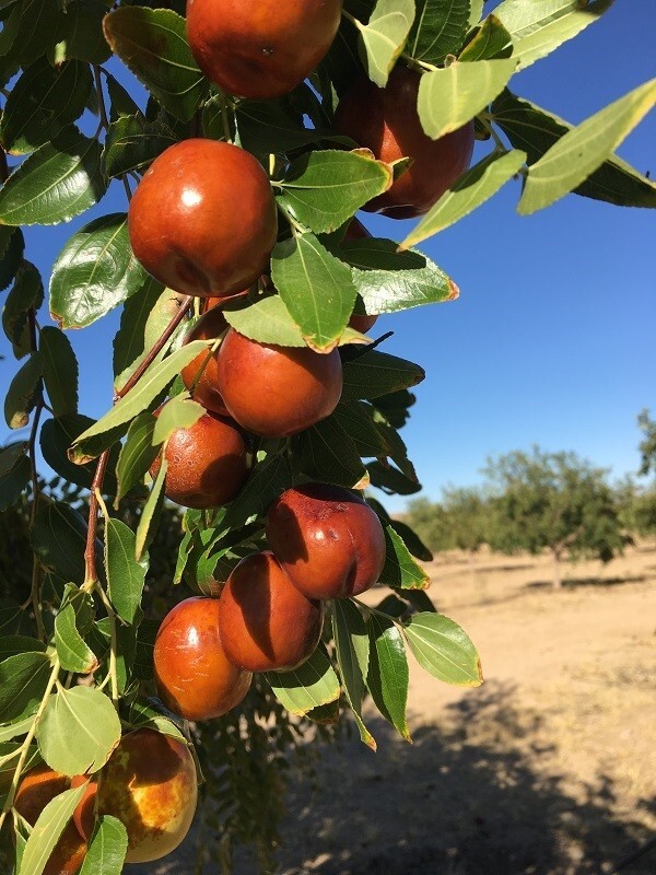 100% Organic, Jujube Powder, Freeze-Dried, Farm Direct, 红枣粉, 대추분말
