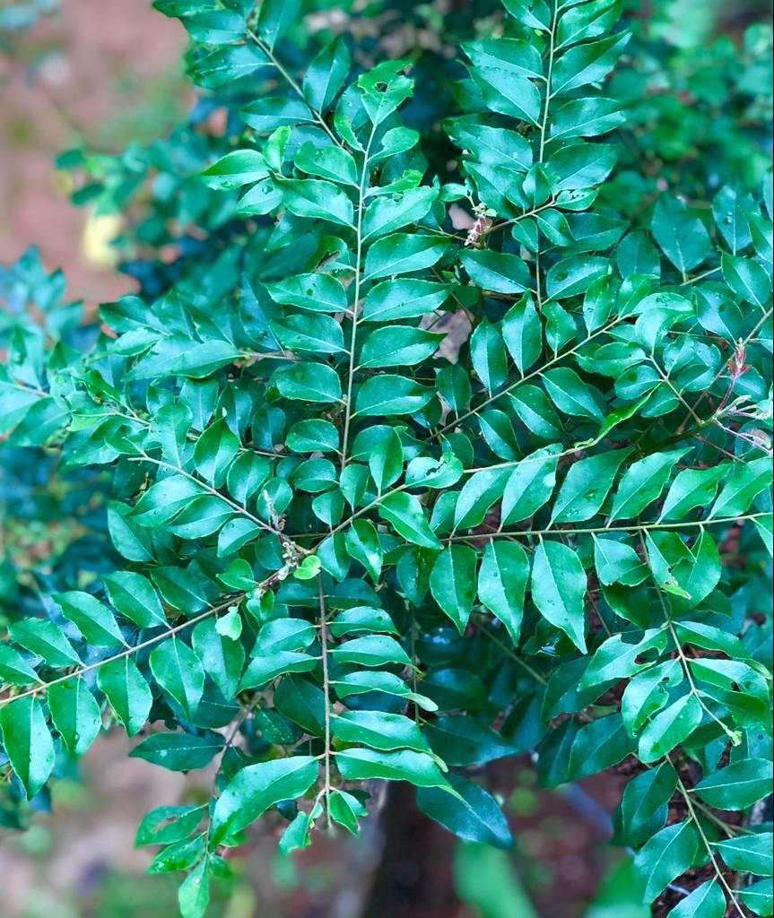 20g Natural Sun Light Dry Fresh Curry Leaves ,Fresh Organic Grade A -Vacuum Pack