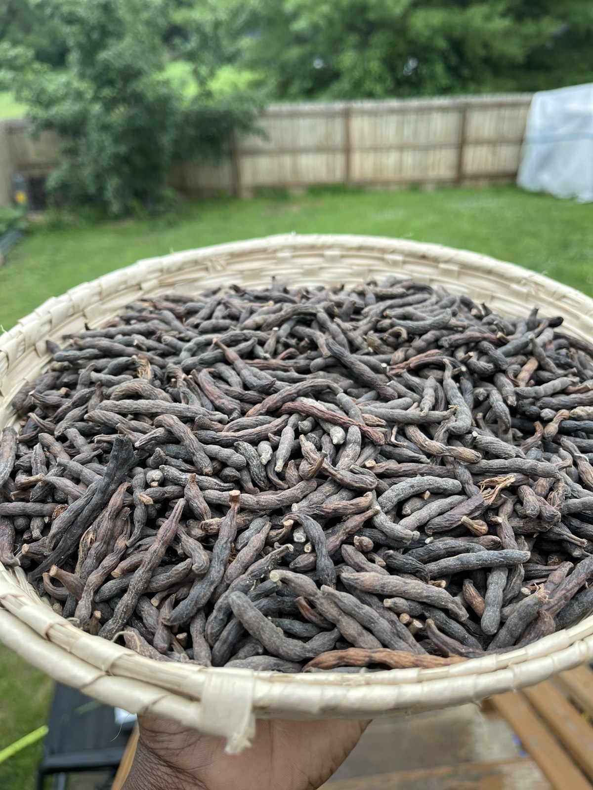 Selim pepper,African dry pepper,Uda,Ganifin,Xylopia Aethiopica,Negro peppe 4oz