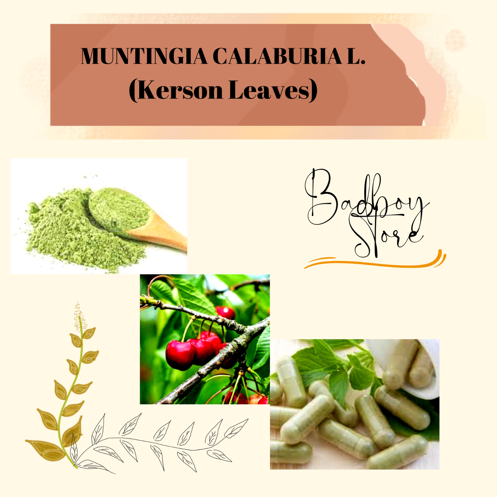 FRESH POWDER Kerson Leaves Jamaica Cherry Muntingia Calabura Organic